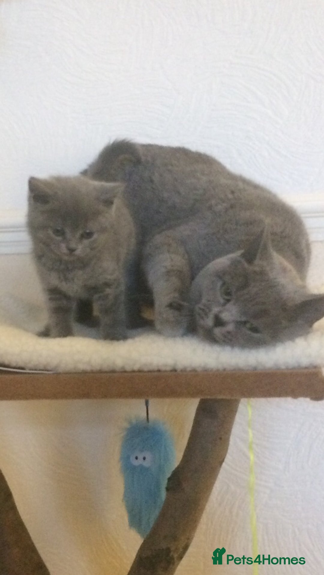 British Shorthair cats for sale: British shorthair kittens  - Advert 4