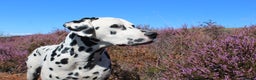 Dalmatian dogs for stud: Health tested, tv and advert star Dalmatian   in Aberdare - Advert 16