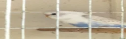 Budgerigars birds for sale: Baby buggies  - Advert 3