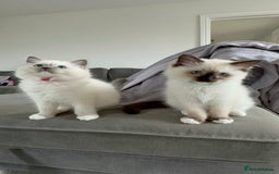Ragdoll cats for sale: 🐾 LAST MALE RAGDOLL AVAILABLE READY TO GO💕 in Taunton - Image 2