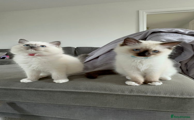 Ragdoll cats in Taunton - Advert 2