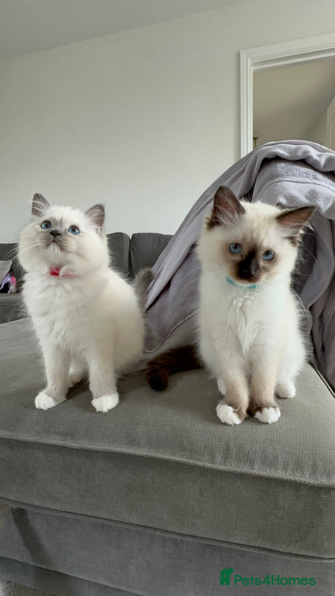Ragdoll cats for sale: 🐾 LAST MALE RAGDOLL AVAILABLE READY TO GO💕 in Taunton - Image 2