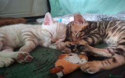 Bengal cats for sale: STUNNING PEDIGREE BENGAL KITTENS  - Image 8