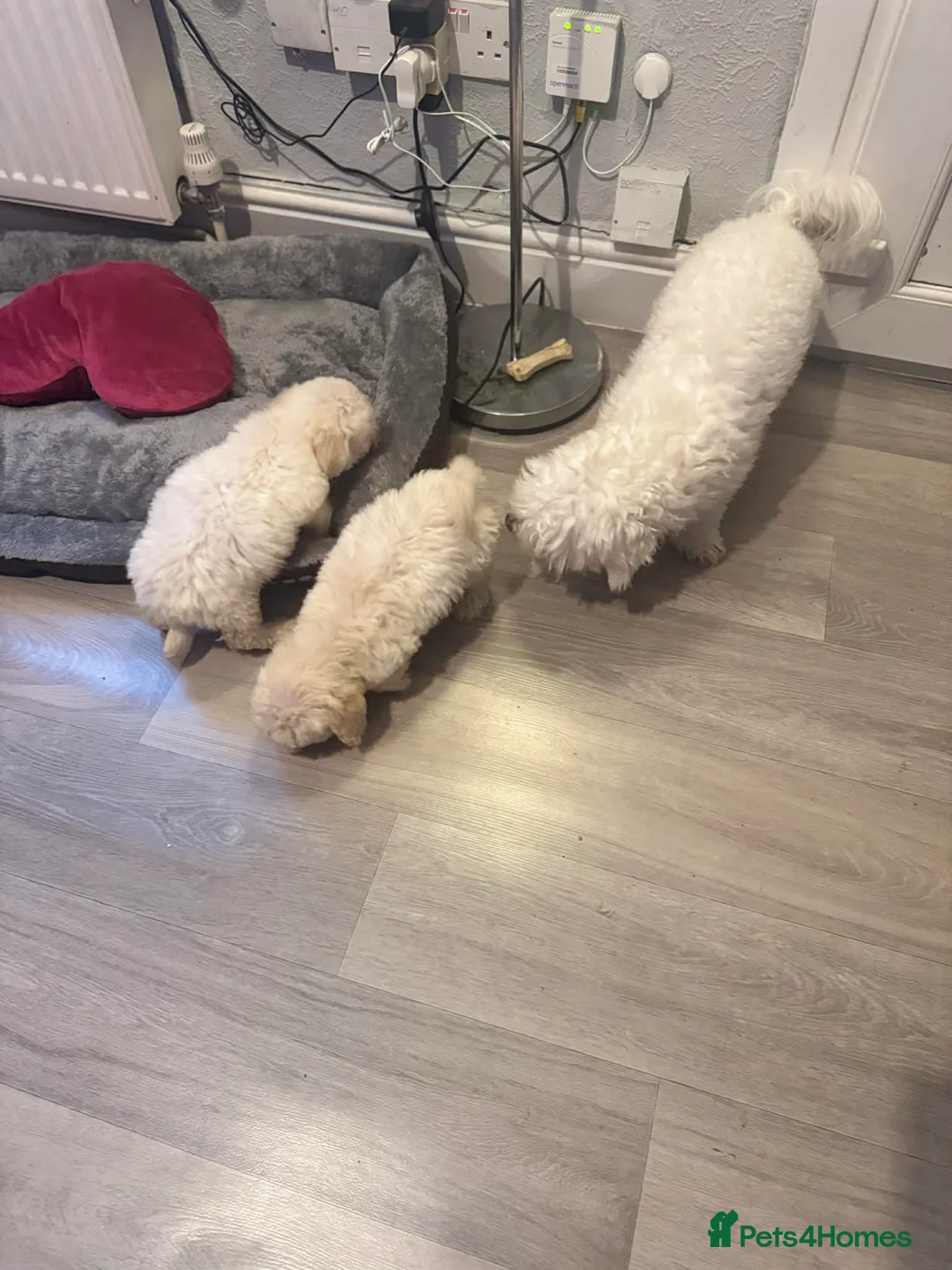 Bichon Frise dogs for sale: Bichon frise - Advert 5