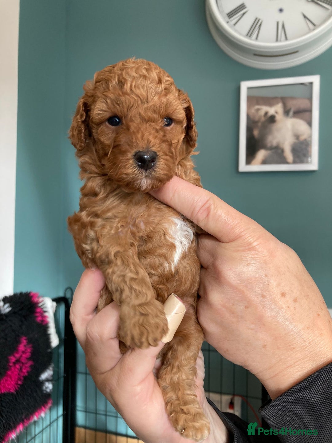 Cockapoo dogs for sale: f1b tiny cockapoo puppies - Image 3
