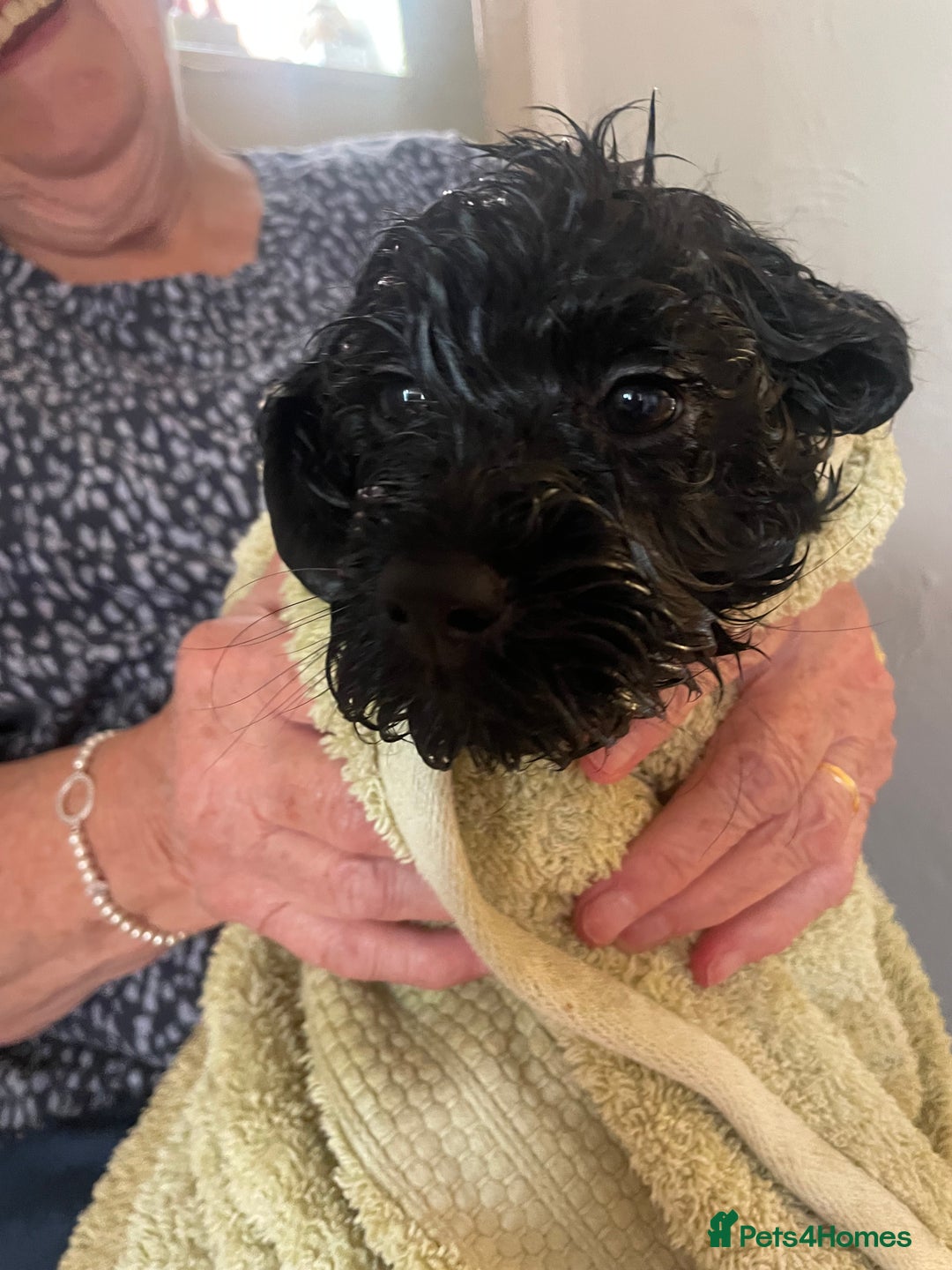 Cockapoo dogs for sale: Cockapoo puppies - Image 10