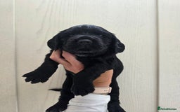Cocker Spaniel dogs for sale: LAST BOY REMAINING REDUCED kc reg! Cocker spaniel - Image 5