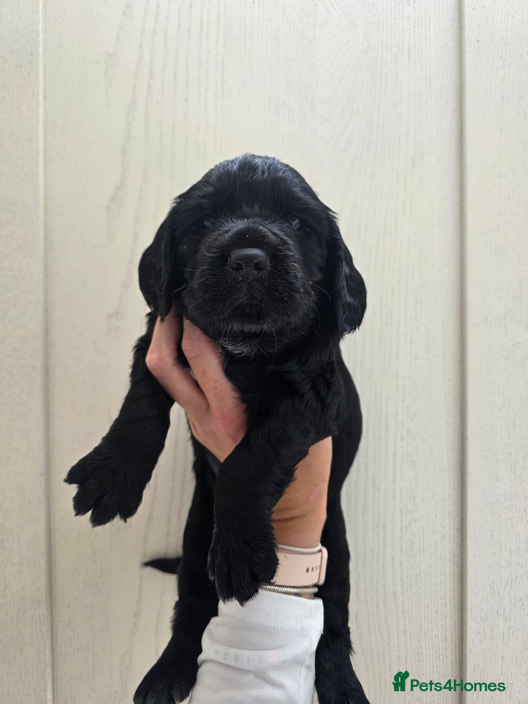 Cocker Spaniel dogs for sale: LAST BOY REMAINING REDUCED kc reg! Cocker spaniel - Image 5