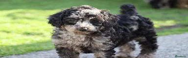Cavapoochon 7