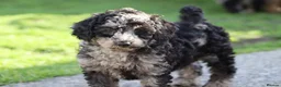 Cavapoochon dogs for sale: Beautiful Cavapoochon puppies for sale - Advert 32