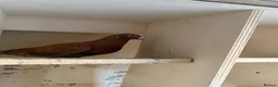 Pigeons birds for sale: Quality 2025 /6 Racing Pigeons Available - Advert 6