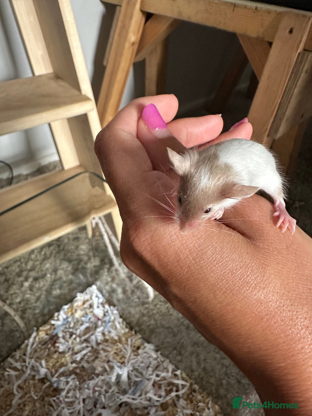 Mouse rodents for sale: Girl and boy mice babies  - Image 5