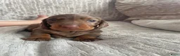 Miniature Dachshund dogs for sale: Beautiful Dapple Miniature Dachshund - Ready 25/07 - Advert 4