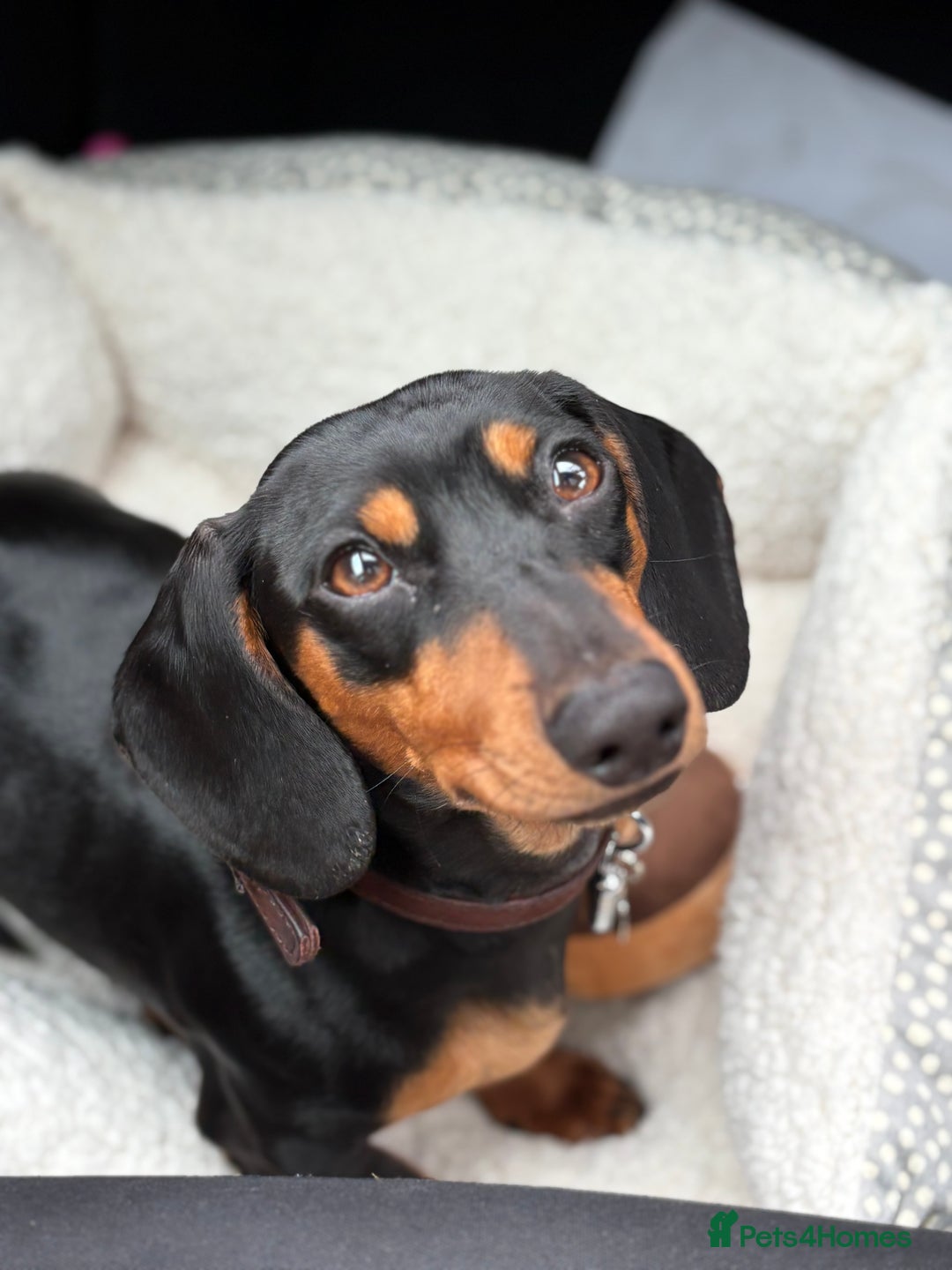 Miniature Dachshund dogs for stud: Beautiful Black and Tan for Stud - Image 2