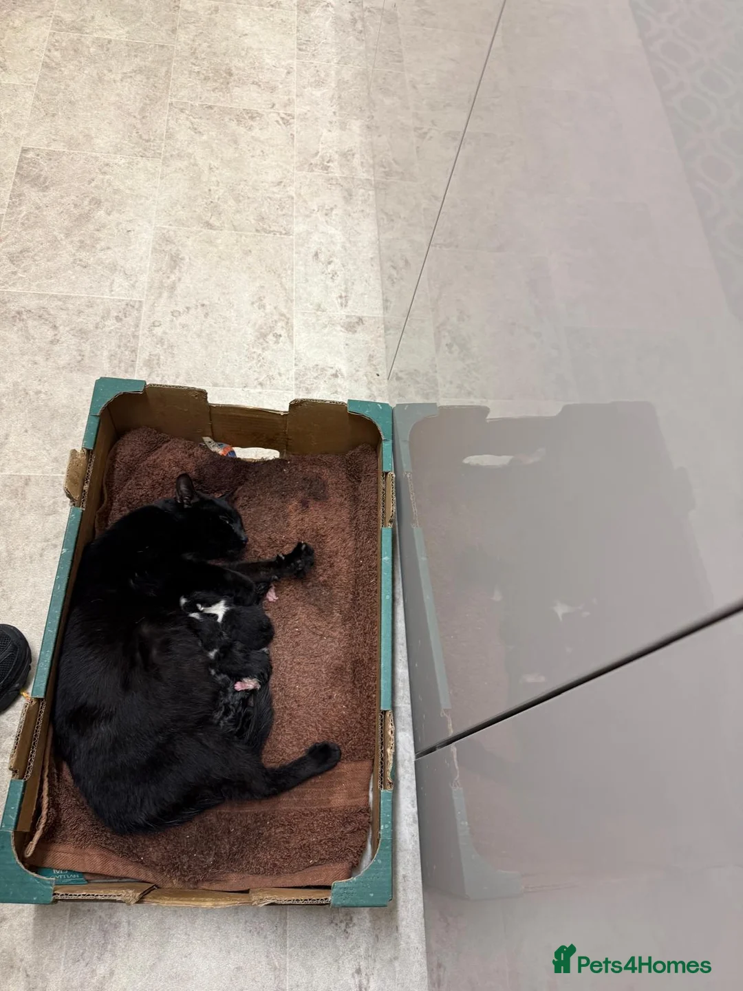 Domestic Shorthair cats for sale: Kittens - Advert 5
