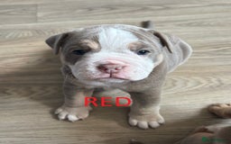 Olde English Bulldogge dogs for sale: Playful OEB Puppies  - Image 6