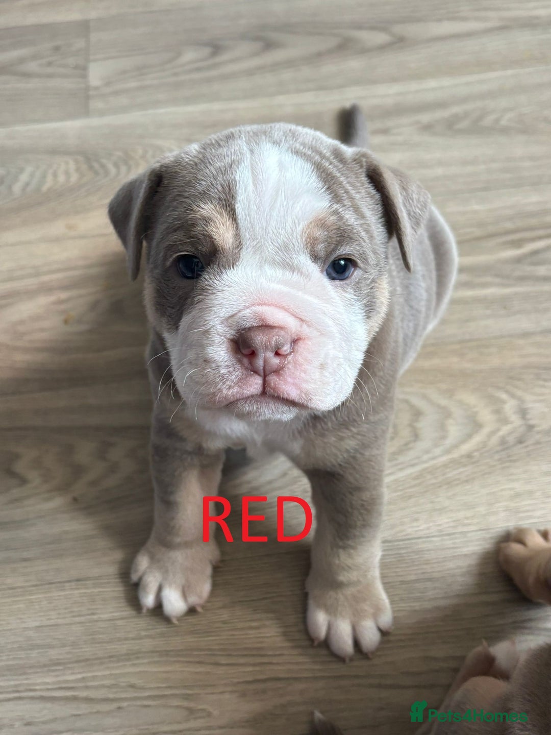 Olde English Bulldogge dogs for sale: Playful OEB Puppies  - Image 6