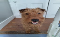 Irish Terrier dogs for sale: KC 5th Generation Pedigree Irish Terrier Puppies  - Image 9