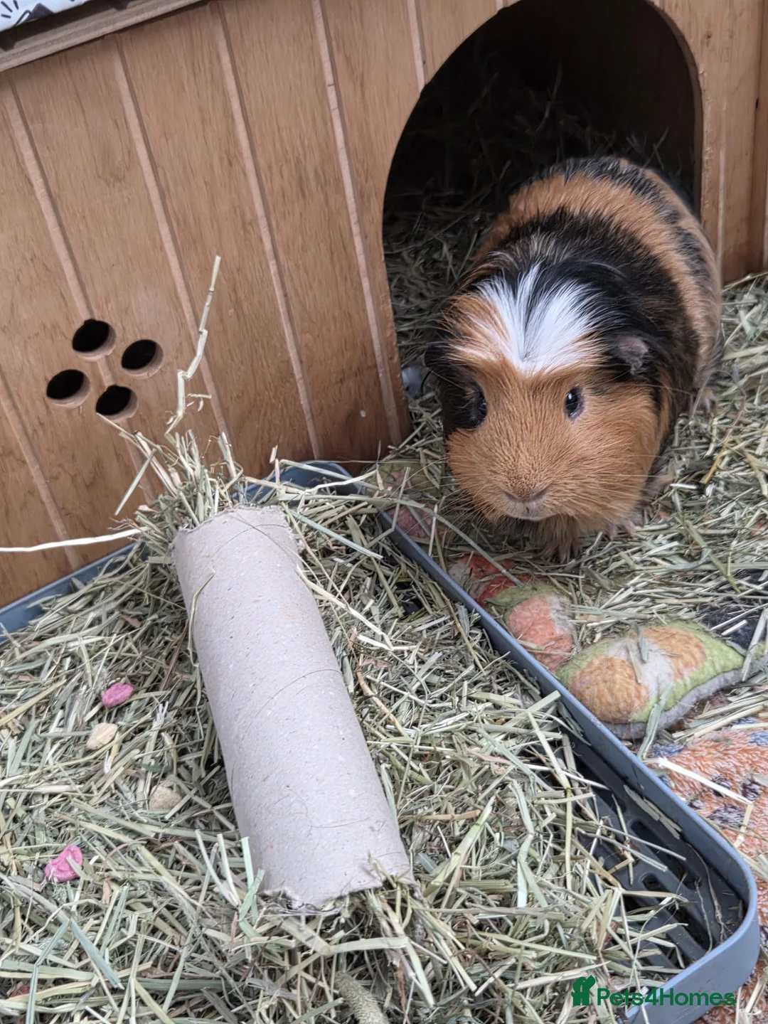 Guinea Pig rodents for sale: 3 guinea pig boys - 10 months old (bonded)  in Liverpool - Advert 2