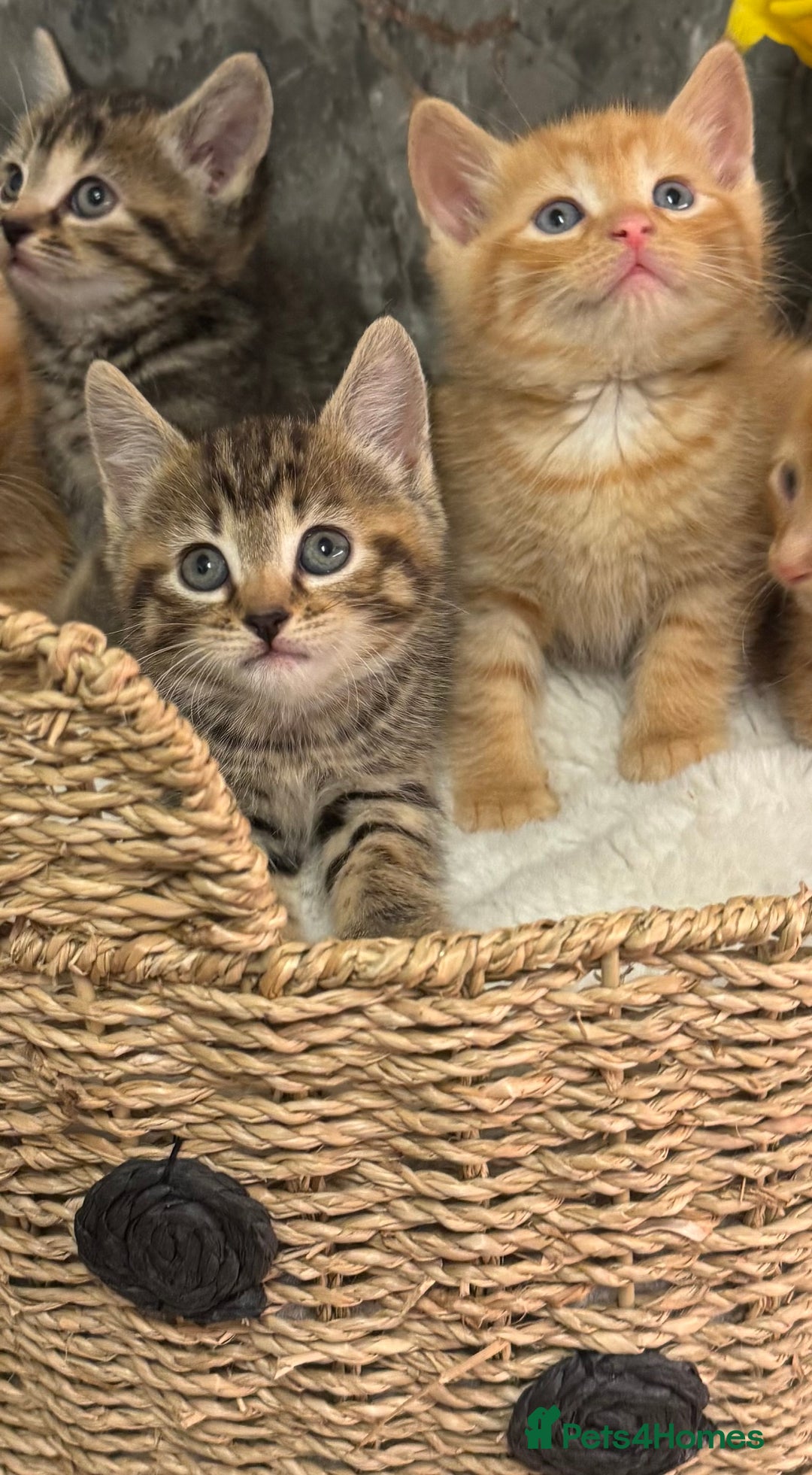 Mixed Breed cats for sale: Beautiful kittens  - Image 16
