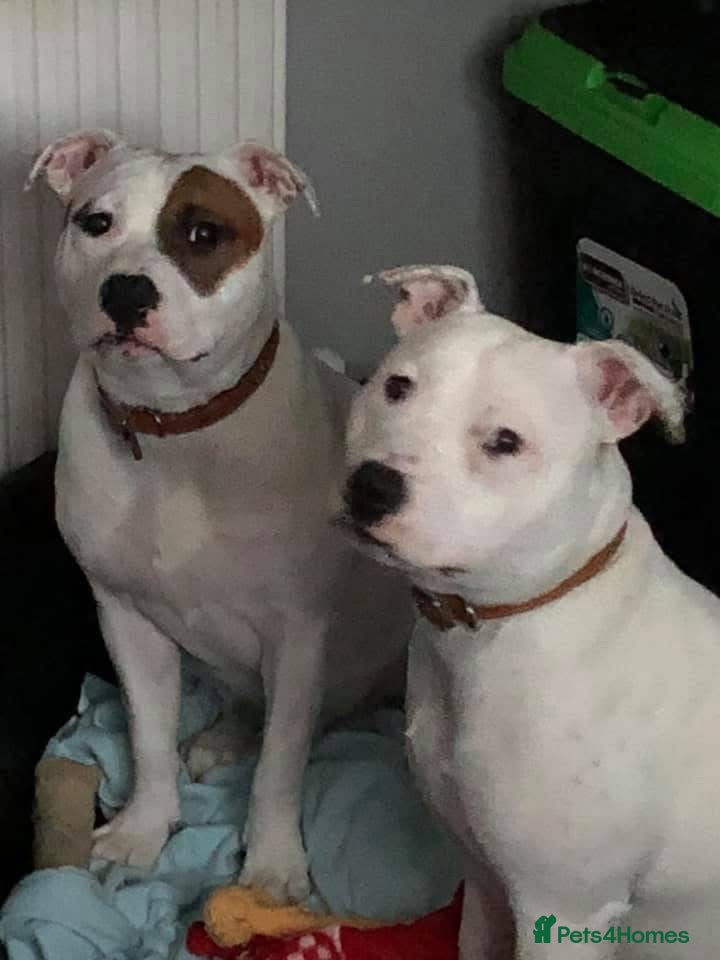 Staffordshire Bull Terrier dogs Patch and Ollie - Advert 1