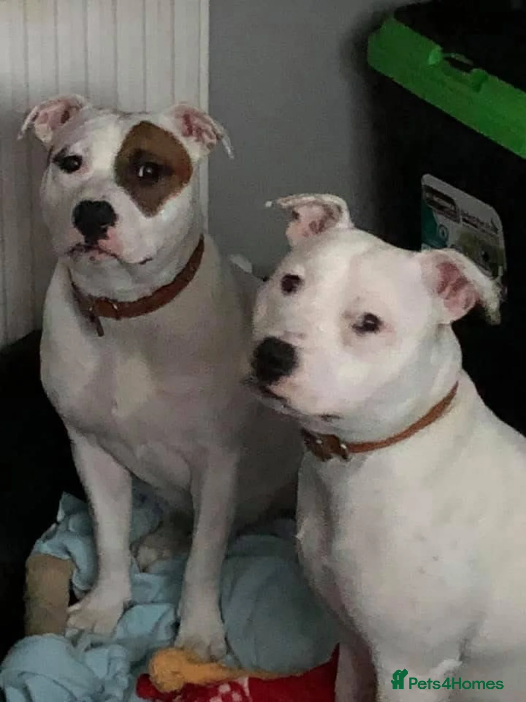 Staffordshire Bull Terrier dogs for sale: Patch and Ollie - Advert 1