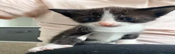 Mixed Breed cats for sale: 2 kittens for sale - Advert 4