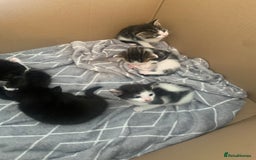 British Shorthair cats for sale: 6 litter mixed domestic kittens  - Image 10