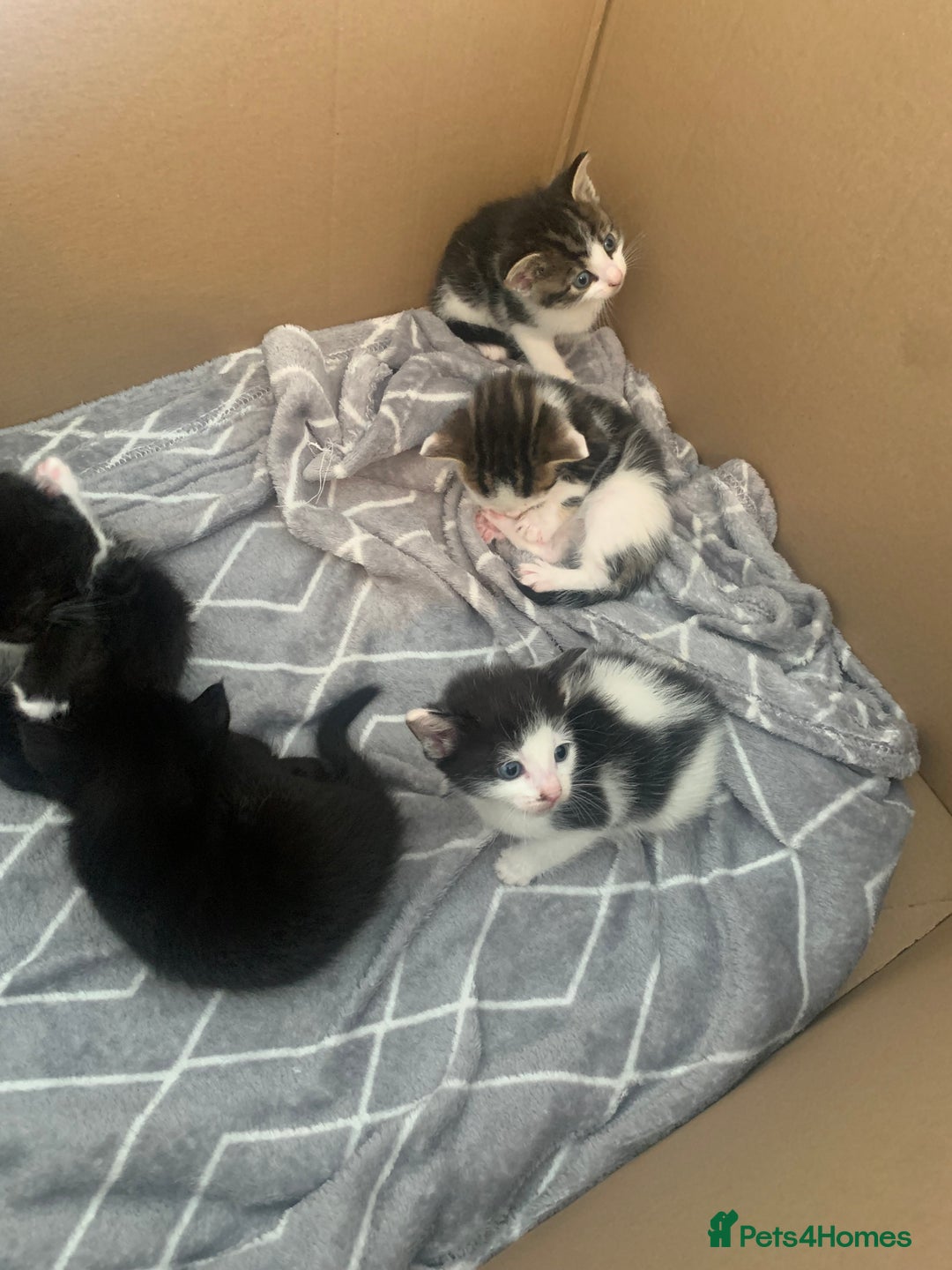 British Shorthair cats for sale: 6 litter mixed domestic kittens  - Image 10