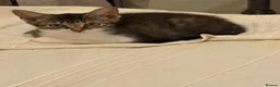 British Shorthair cats for sale: Tabby kittens, litter trained and healthy. - Advert 20