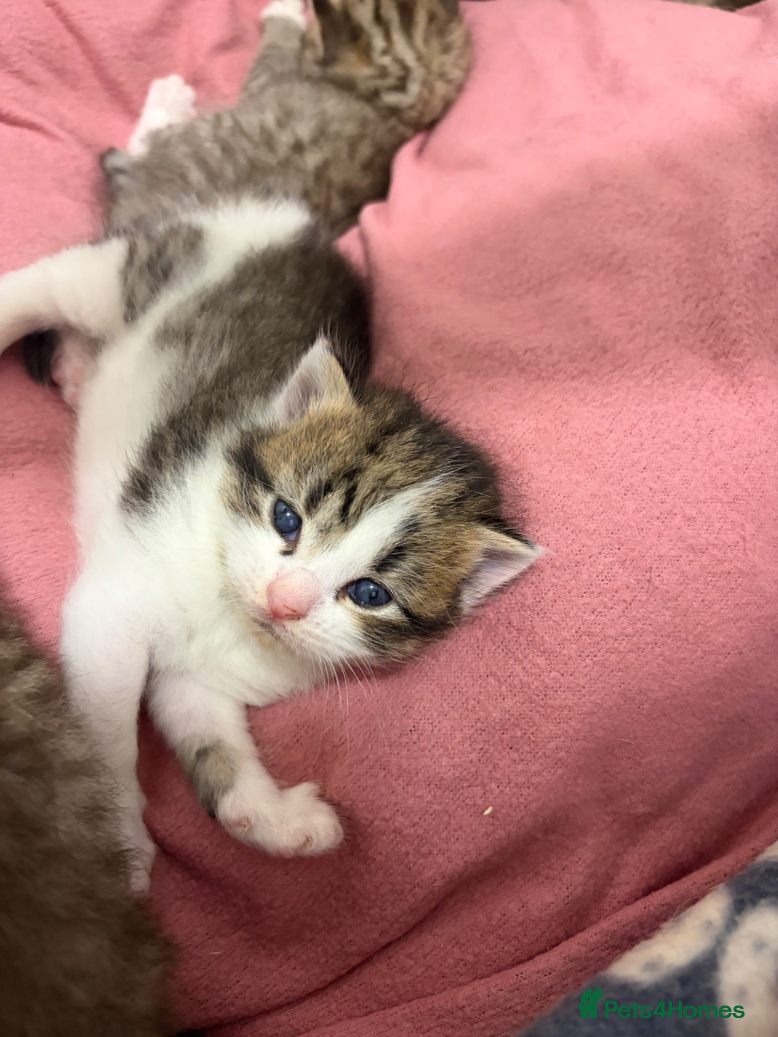 Mixed Breed cats Beautiful Bengal Cross Maine Coon Babies  - Advert 1