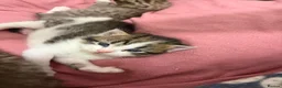 Mixed Breed cats for sale: Beautiful Bengal Cross Maine Coon Babies  - Advert 1
