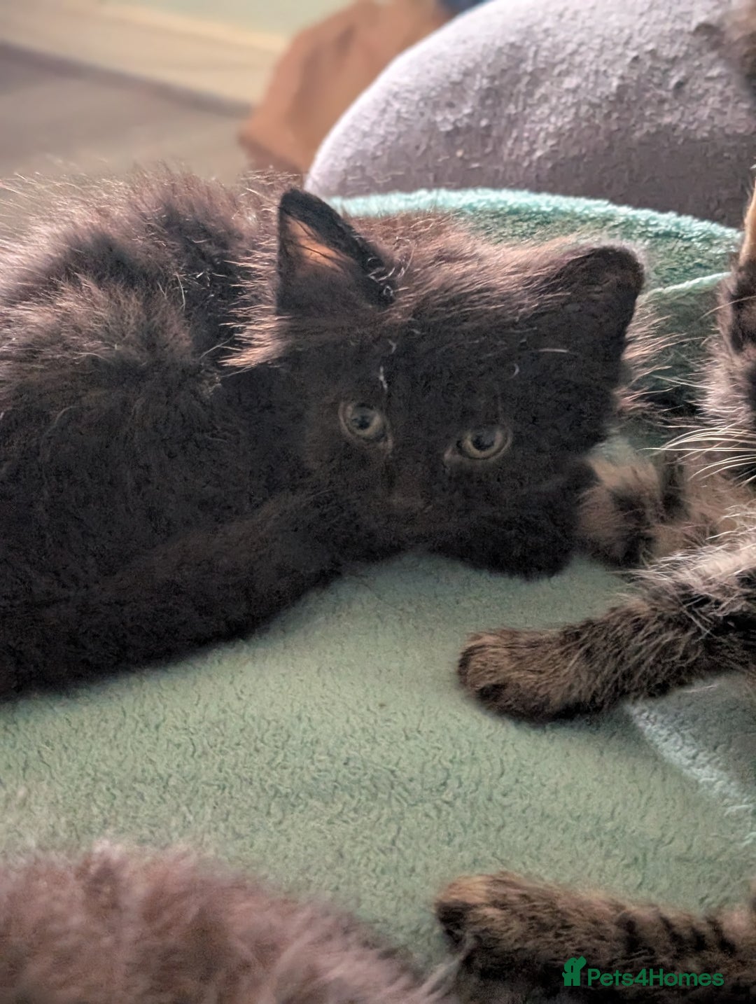 Mixed Breed cats for sale: Spynx X maincoon  - Image 15