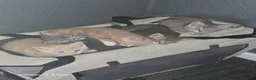 Mixed Breed cats for sale: Beautiful kittens  in Axbridge - Advert 2