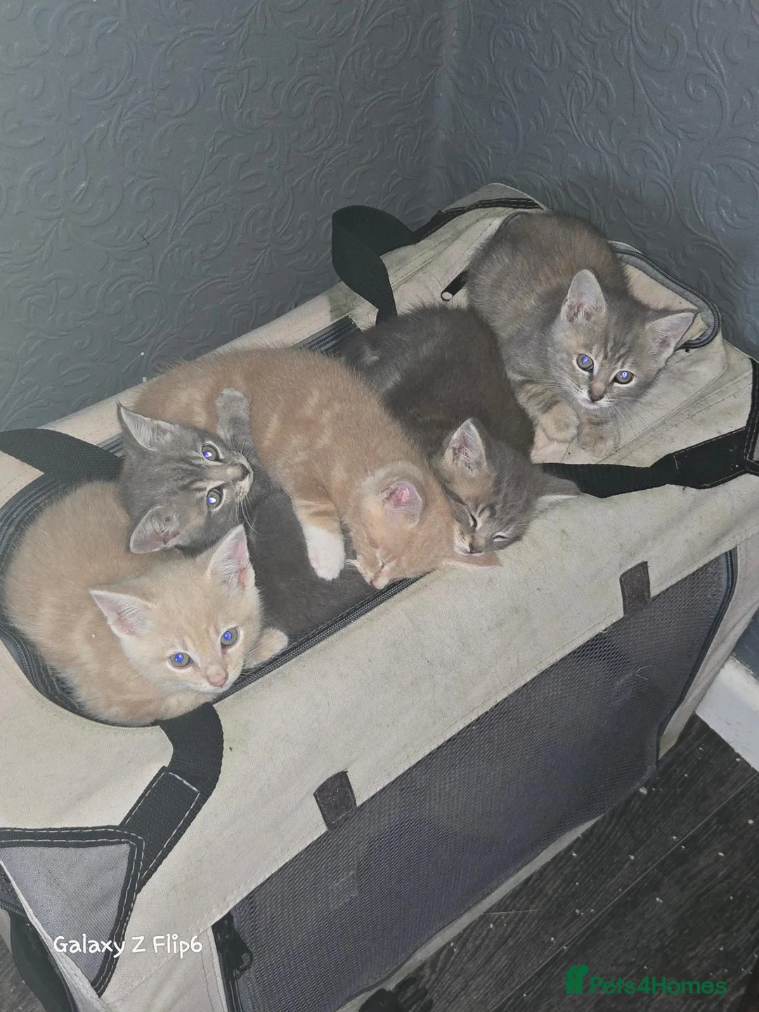Mixed Breed cats for sale: Beautiful kittens  in Axbridge - Advert 2