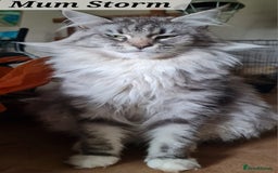 Maine Coon cats for sale: MAINE COONE KITTENS POLYDACTYL&NON POLYDACTYL   - Advert 9