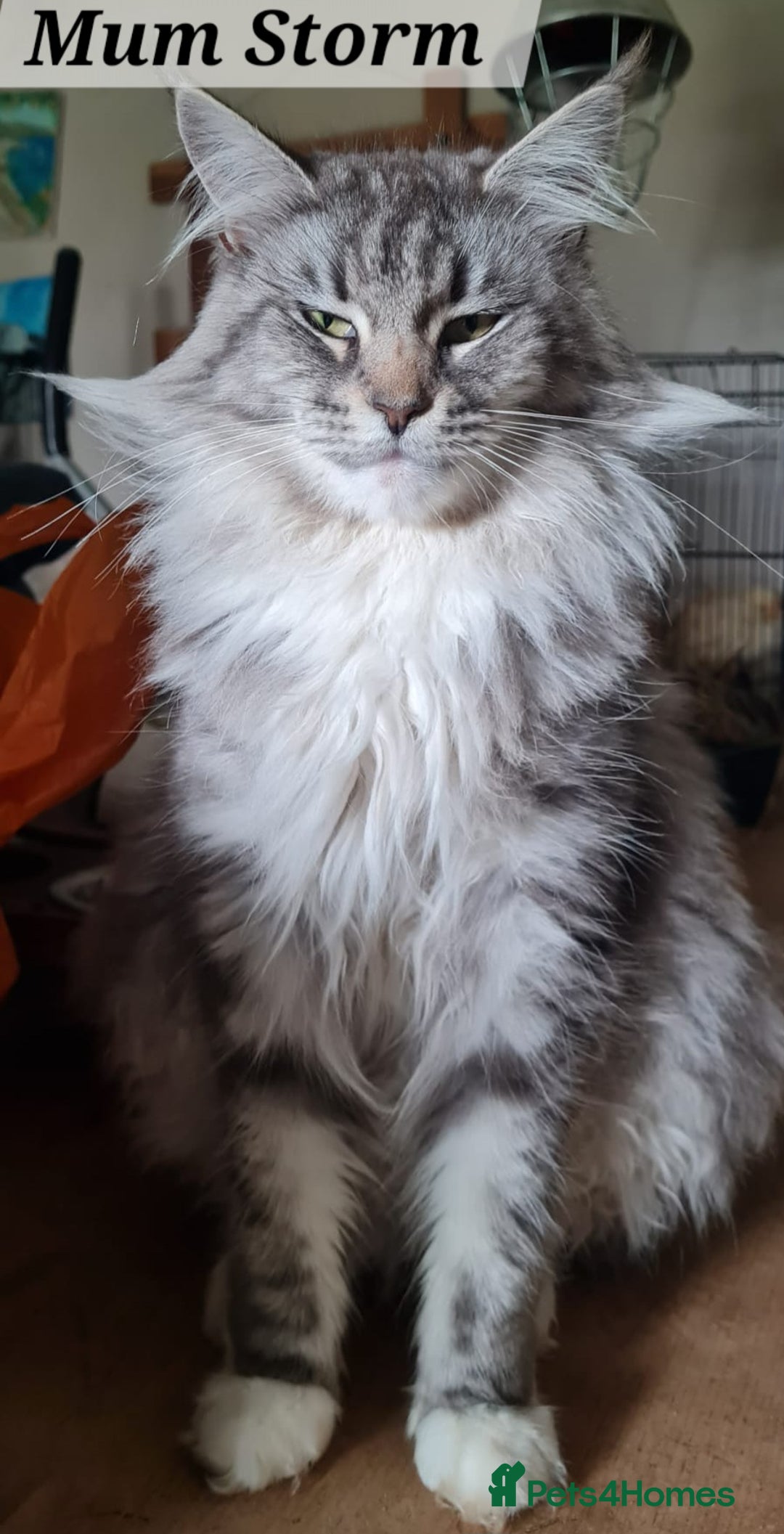 Maine Coon cats for sale: MAINE COONE KITTENS POLYDACTYL&NON POLYDACTYL   - Advert 9