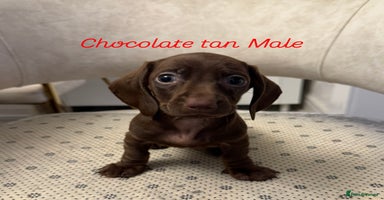 Miniature Dachshund dogs - Advert 15