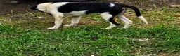 Border Collie dogs for sale: 4 Border Collie Pups  in Swansea - Advert 3