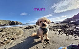 Cavapoo dogs for sale: Toy Cavapoo puppies - Image 29