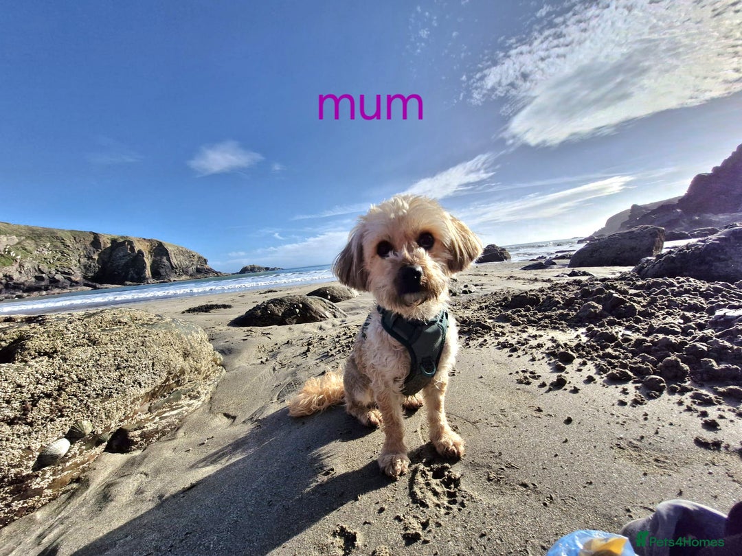 Cavapoo dogs for sale: Toy Cavapoo puppies - Image 29