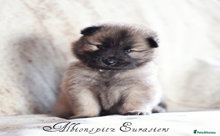 Eurasier dogs - Advert 3