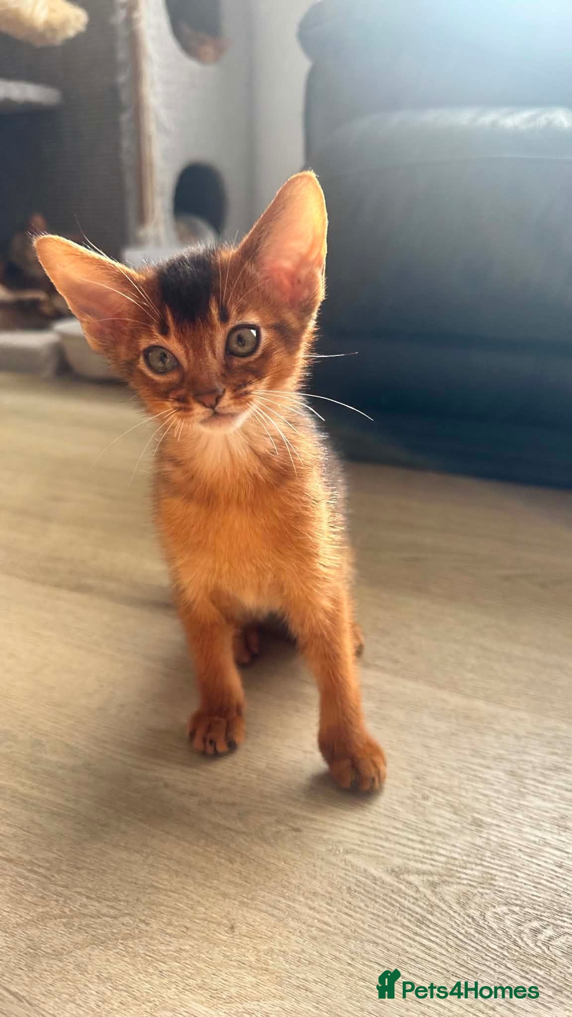 Abyssinian cats TICA Abyssinian kittens  - Advert 1