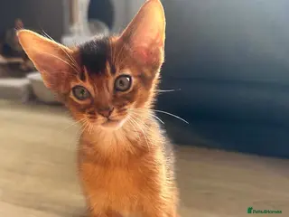 Abyssinian cats TICA Abyssinian kittens - Advert 1