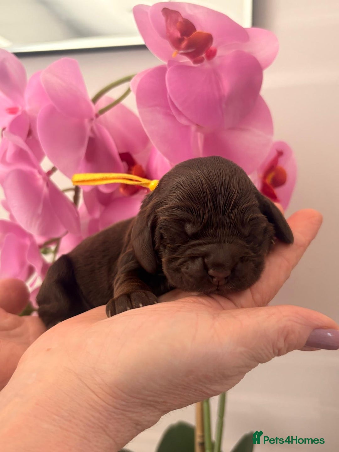 Cocker Spaniel dogs for sale: Stunning litter of show cocker spaniels  - Image 13