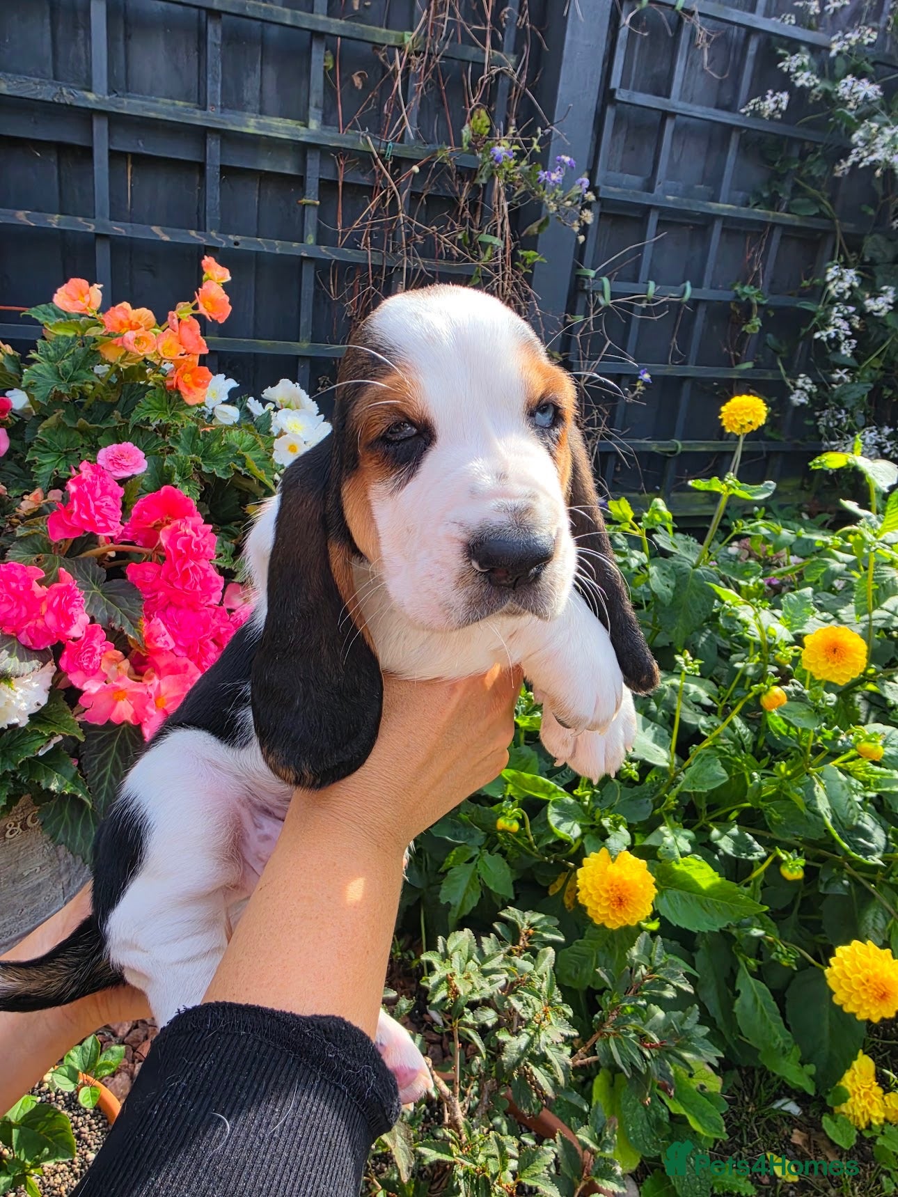 Basset Hound dogs QUALITY KC LITTER OF BASSET PUPPYS - Advert 5