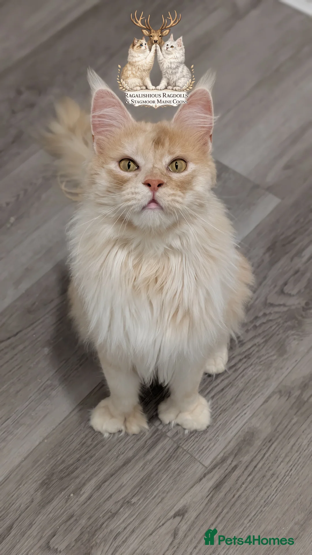 Maine Coon cats for stud: High Red Smoke 66/66 Polydactyl European line - Advert 3