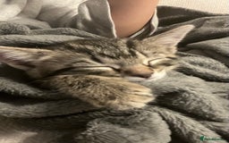 Mixed Breed cats for sale: URGENT Spotted Tabby Female  - Image 6