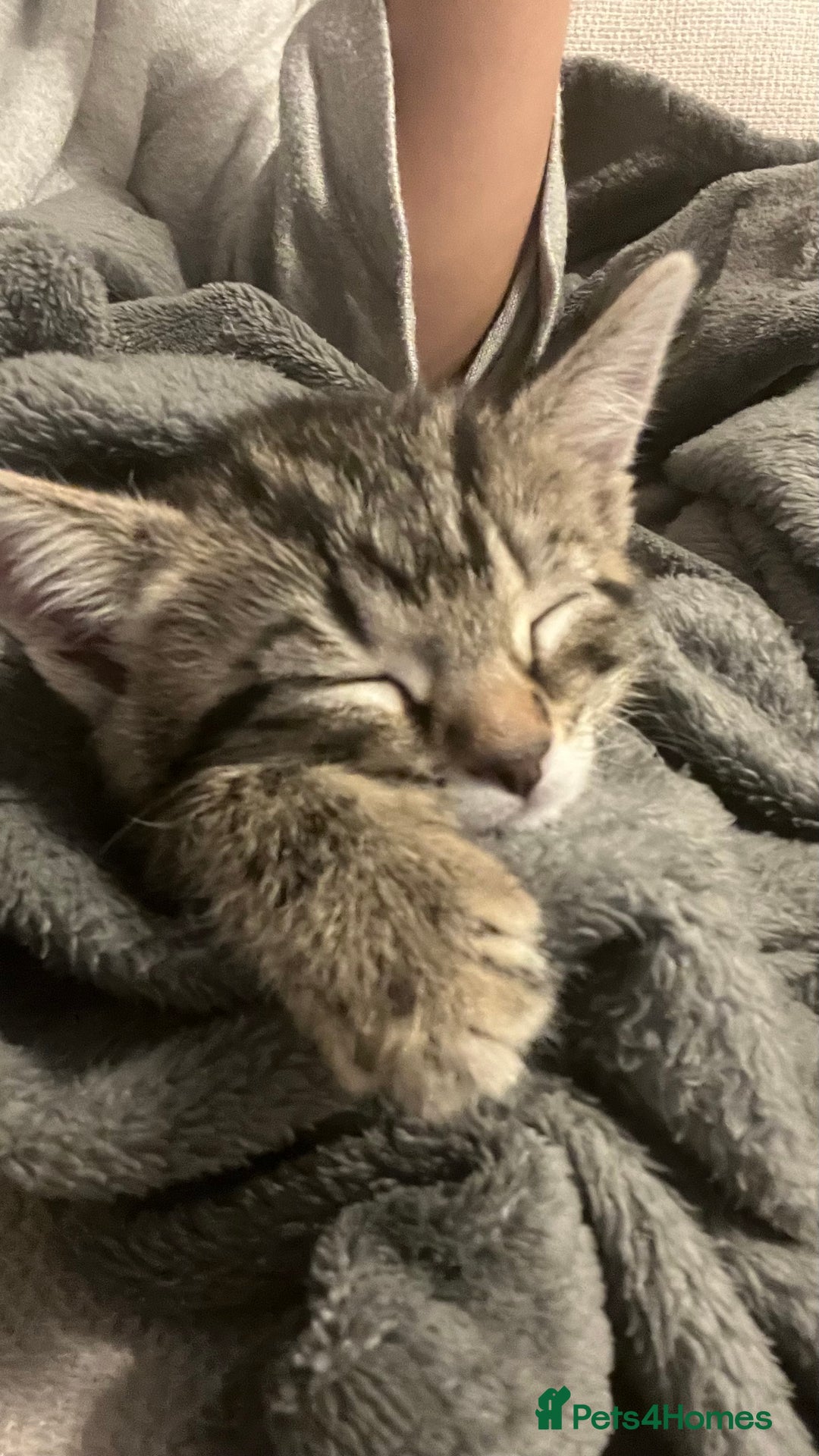 Mixed Breed cats for sale: URGENT Spotted Tabby Female  - Image 6