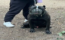 Presa Canario dogs for sale: Black presa Canario puppies - Image 9